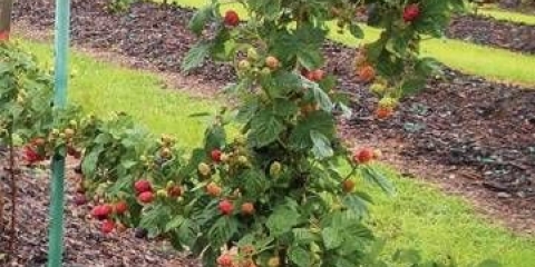 Uzgoj kupina na rešetki: kako je pravilno vezati